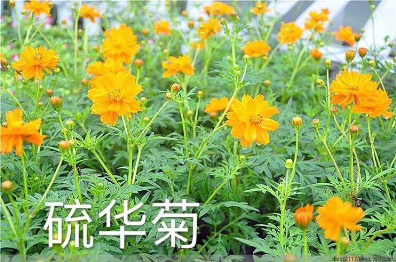 硫华菊种子热门花海简单易种可货到付款