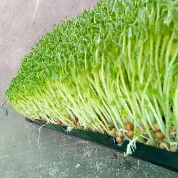芽苗类