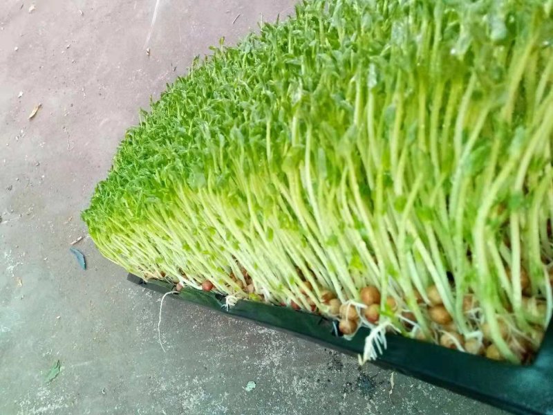 芽苗类
