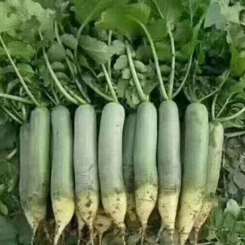 萝卜，青萝卜，水果萝卜