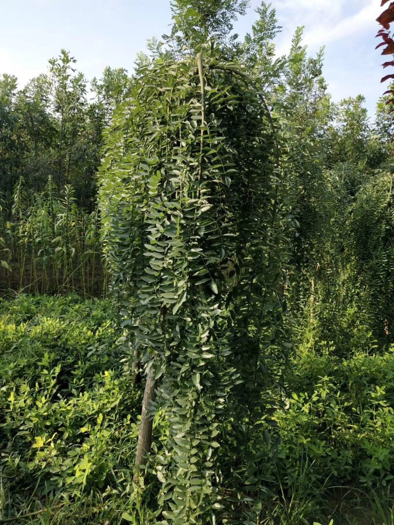 龙爪槐