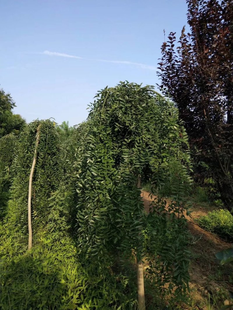 龙爪槐