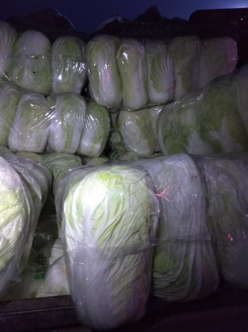 青杂三大白菜，静菜，提供各种包装，等一条龙服务，包上车