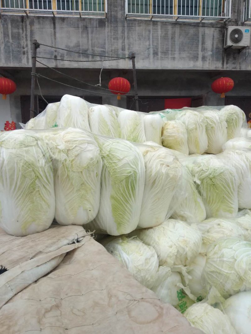 青杂三大白菜，静菜，提供各种包装，等一条龙服务，包上车