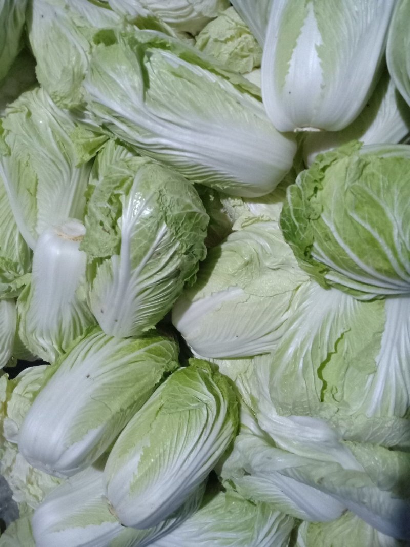 青杂三大白菜，静菜，提供各种包装，等一条龙服务，包上车