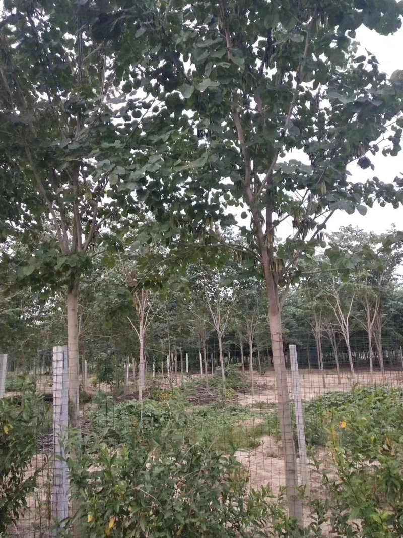 巨紫荆