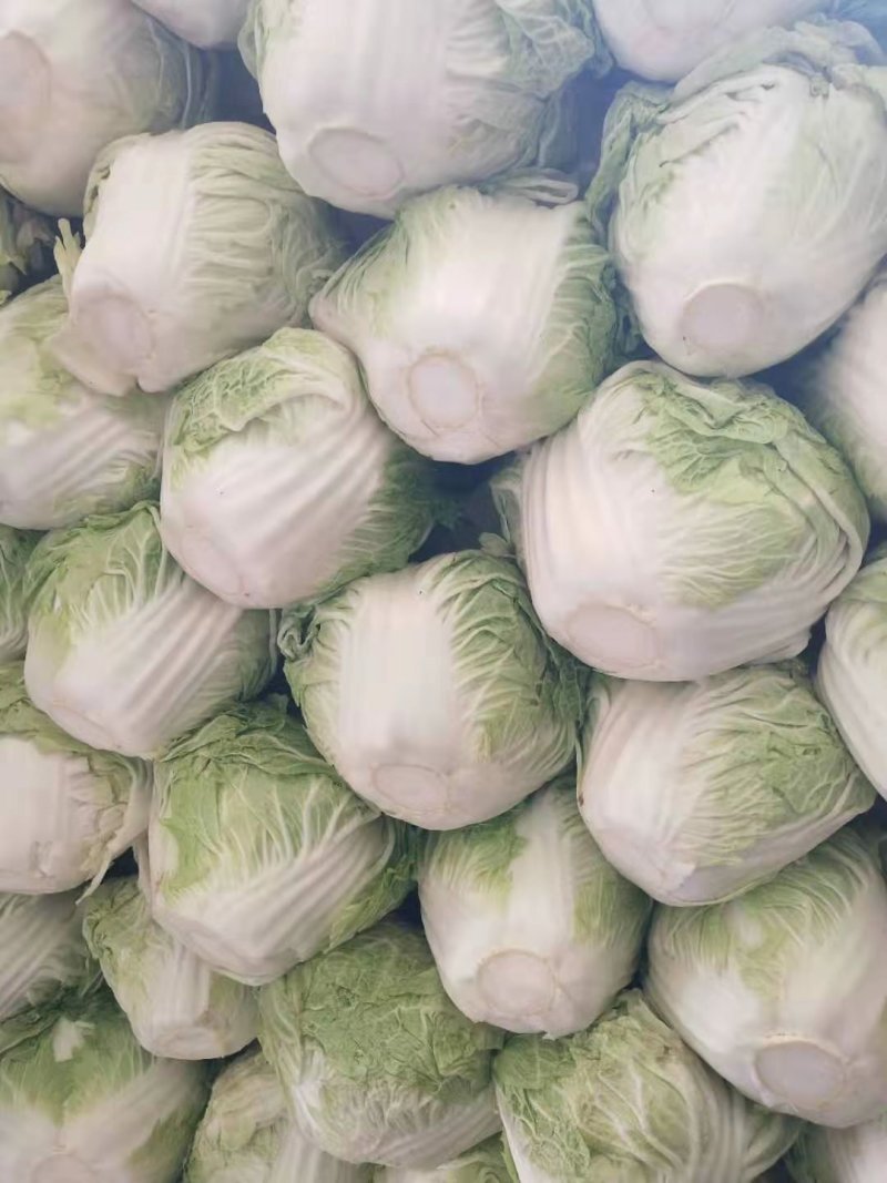 冷库大白菜出售中，价位低，数量大。