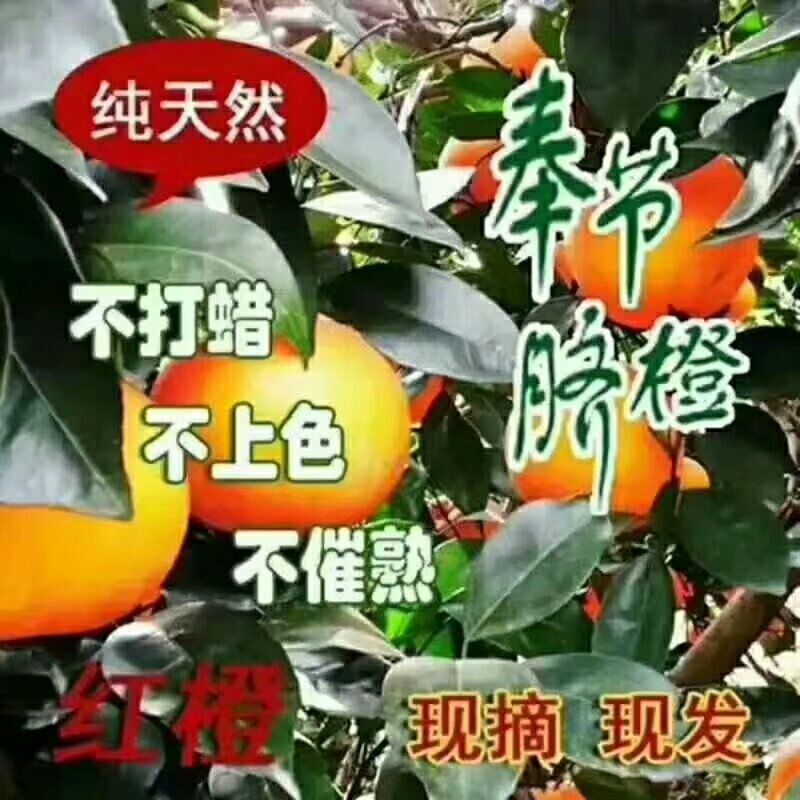 脐橙
