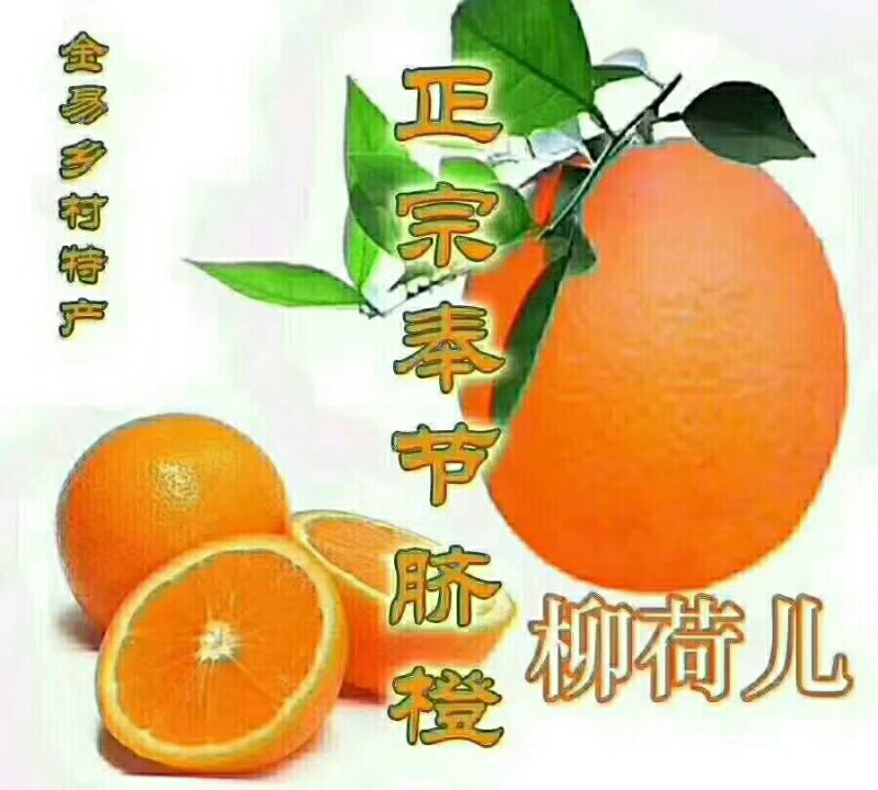 脐橙