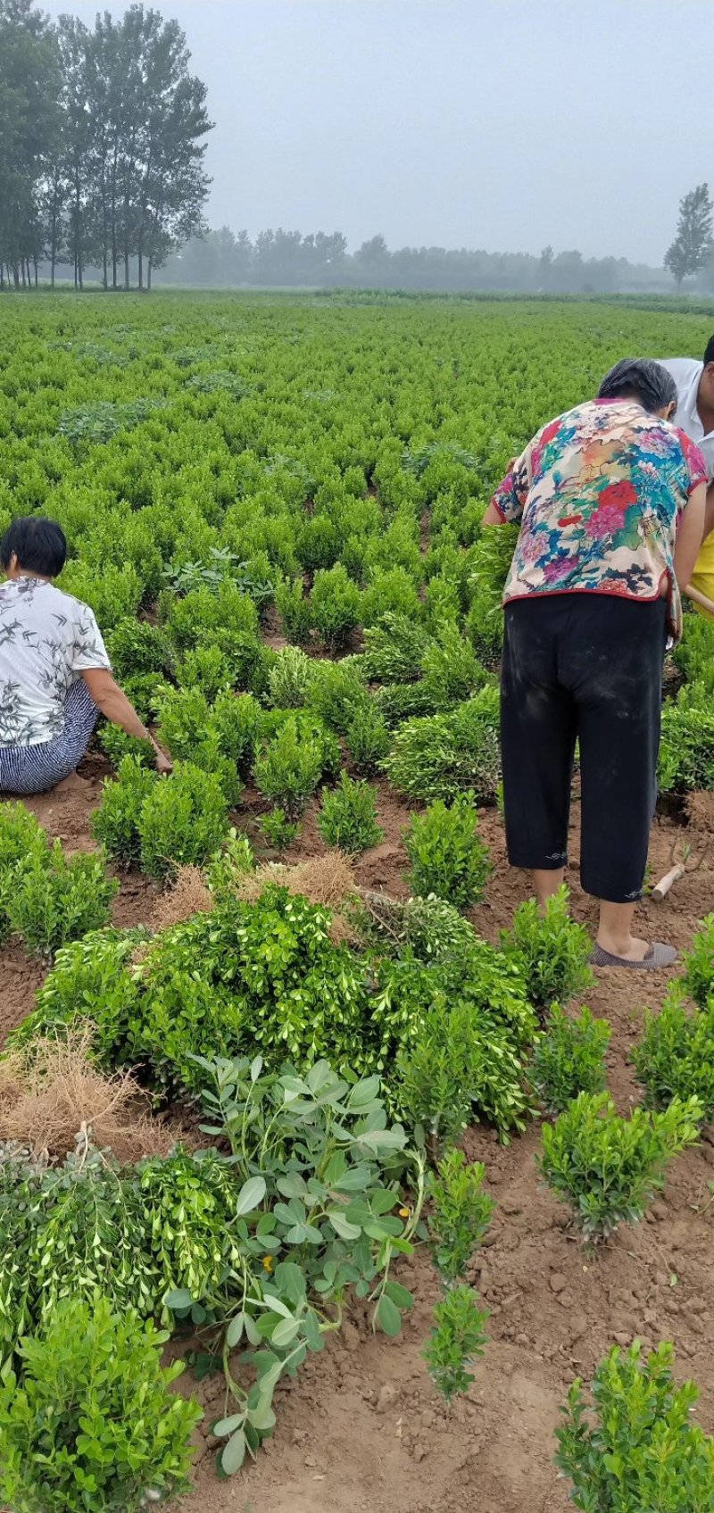 高山黄杨