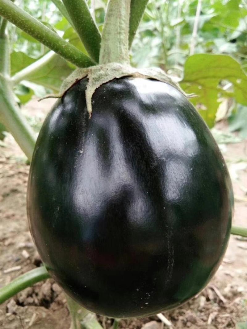 【精选】黑将军茄子种子圆茄子种子一袋10克