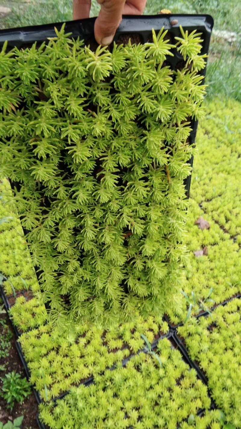 五色草造型草佛甲草