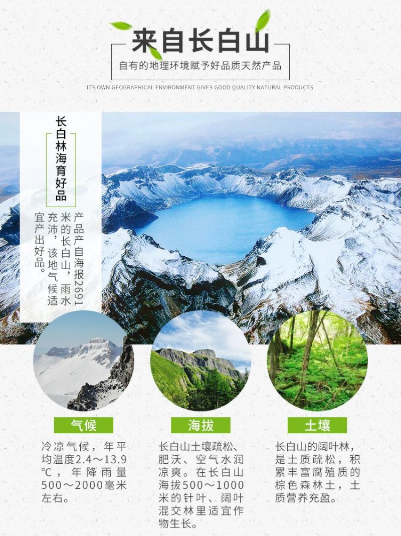 长白山野生蒲公英根茶小根小段小片花茶养生茶产地货源