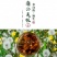 东北长白山特产蒲公英根茶片新茶售卖批发量大