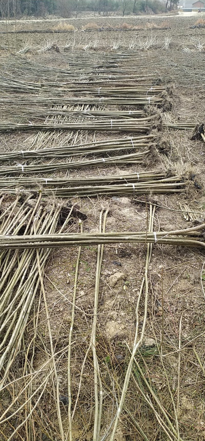 两公分柳树特价处理！质量好价低