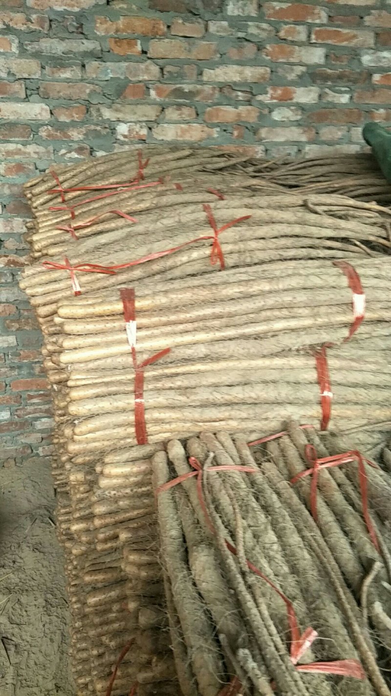 铁棍山药