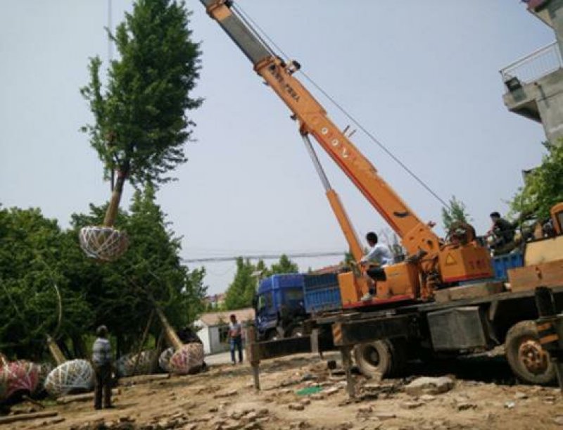 临沂银杏树基地活化石金叶银杏定杆银杏嫁接银杏