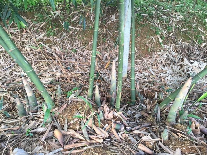 麻竹苗台湾麻竹笋甜竹麻竹苗地载大型庭院非楠竹毛竹紫竹青竹