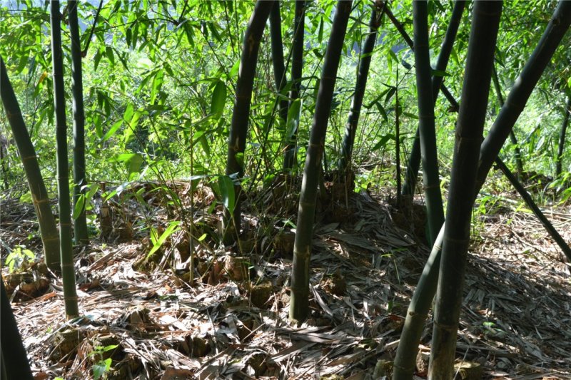 麻竹苗台湾麻竹笋甜竹麻竹苗地载大型庭院非楠竹毛竹紫竹青竹