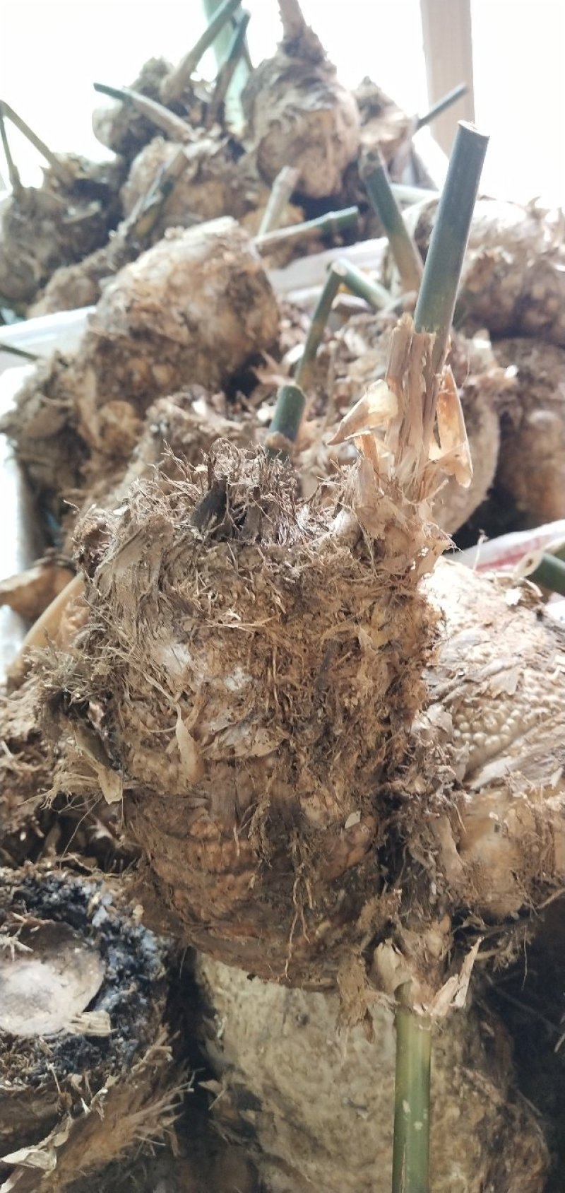麻竹苗台湾麻竹笋甜竹麻竹苗地载大型庭院非楠竹毛竹紫竹青竹