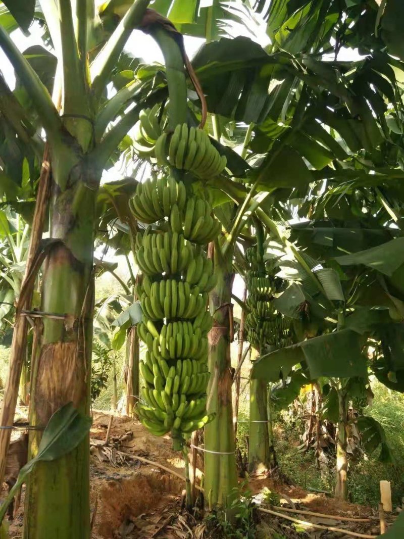 香蕉苗，粉蕉苗，大量供应