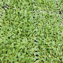 牵牛苗穴盘苗青州供应优质牵牛苗基地直发量大价优