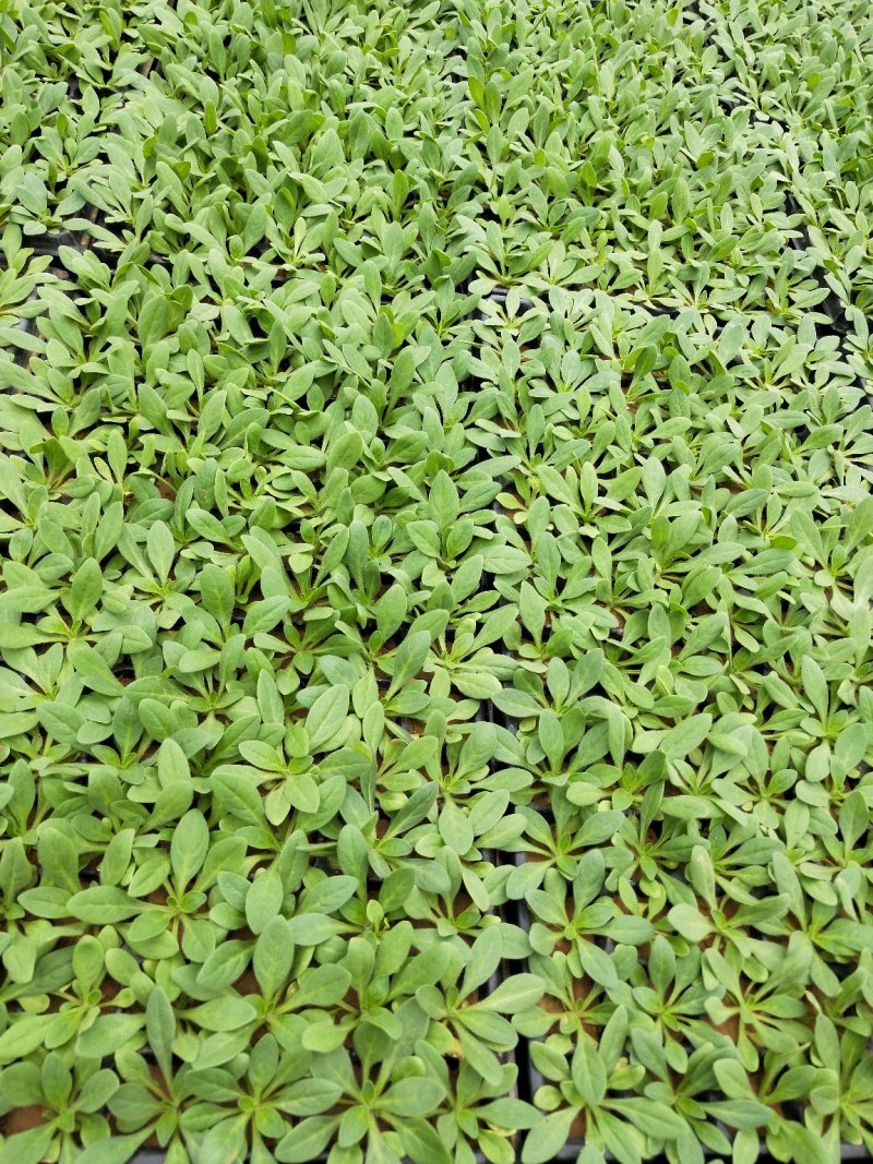 牵牛苗穴盘苗青州供应优质牵牛苗基地直发量大价优