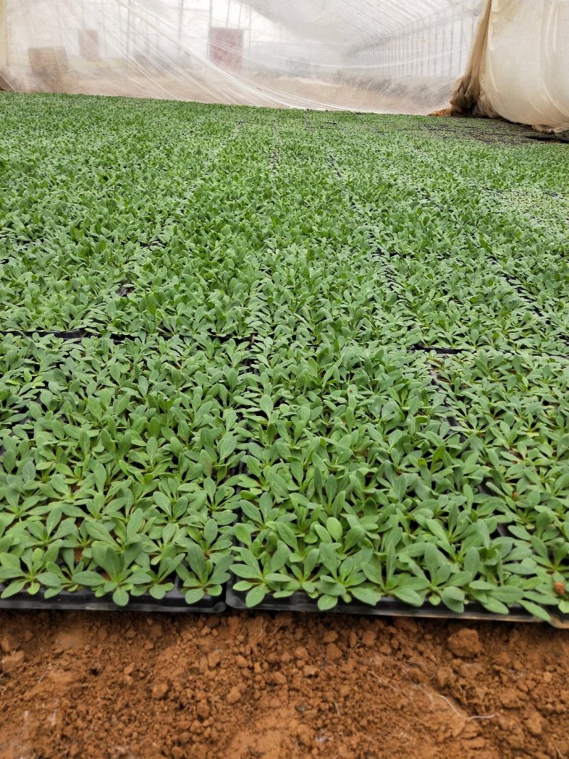 牵牛苗穴盘苗青州供应优质牵牛苗基地直发量大价优