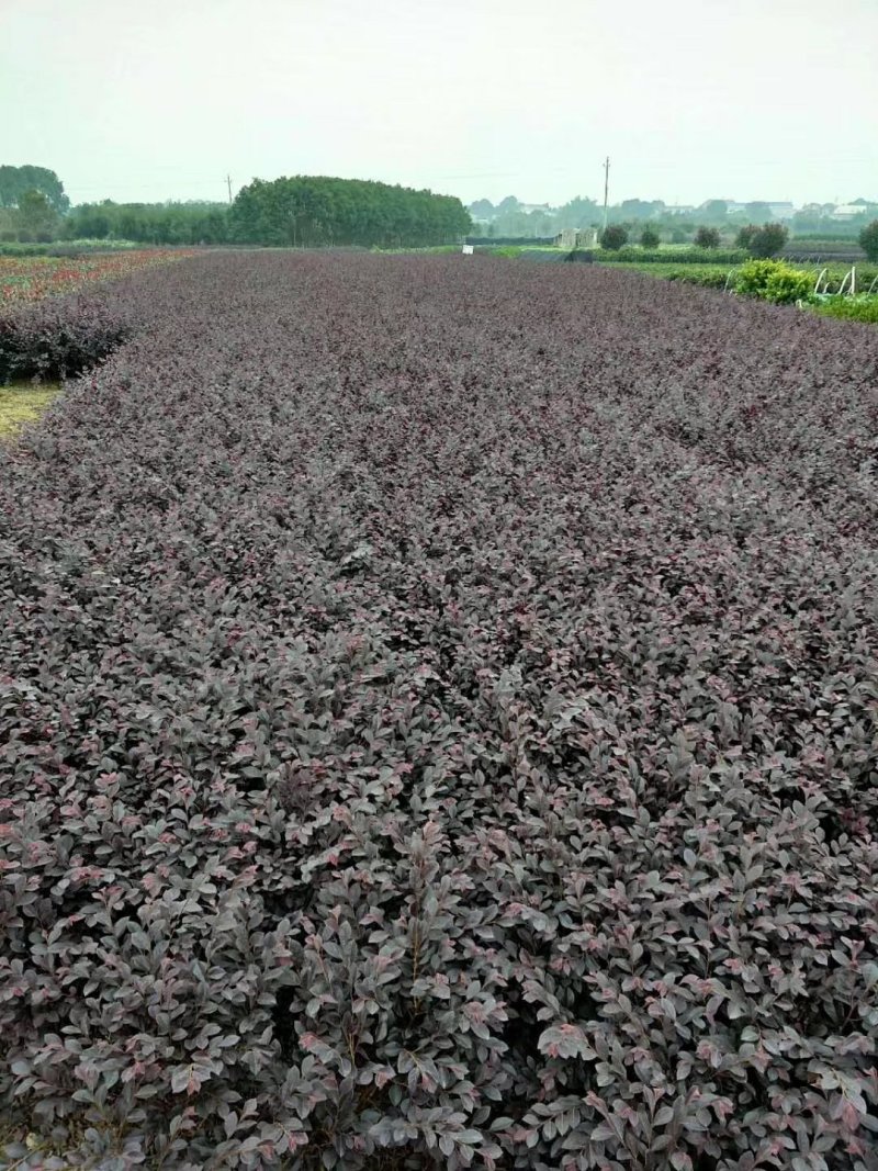 杜鹃苗木树苗四季常青庭院绿化苗木花园植物园林绿植花卉