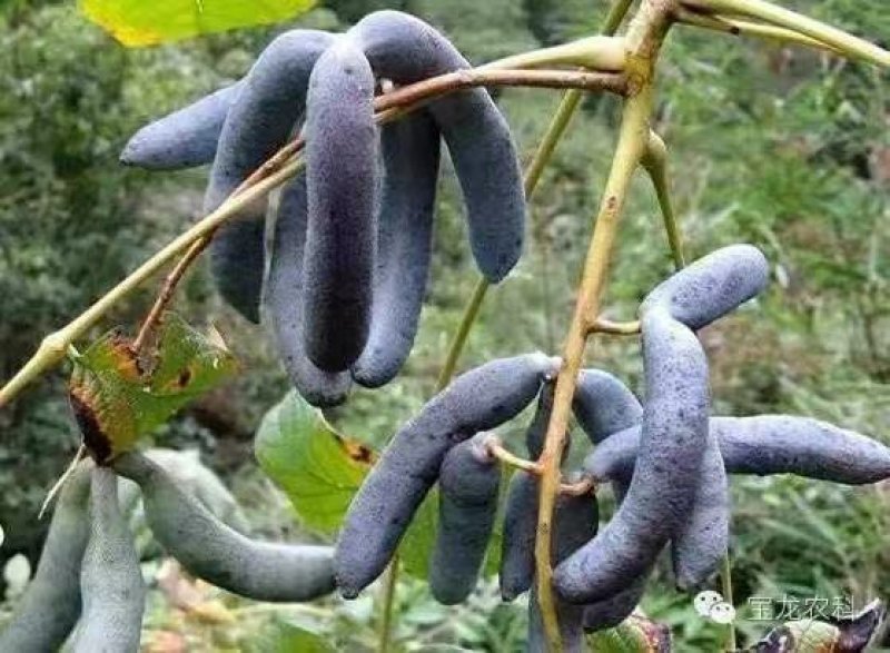 【有好货】篮焦果苗成活率高提供免费技术值得信赖
