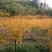 黄金枫红枫3-8公分苗圃大量供应金枝金叶红枫