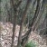 湘西乌龙山野生兰花(春兰)