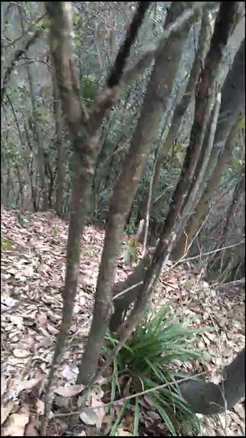 湘西乌龙山野生兰花(春兰)