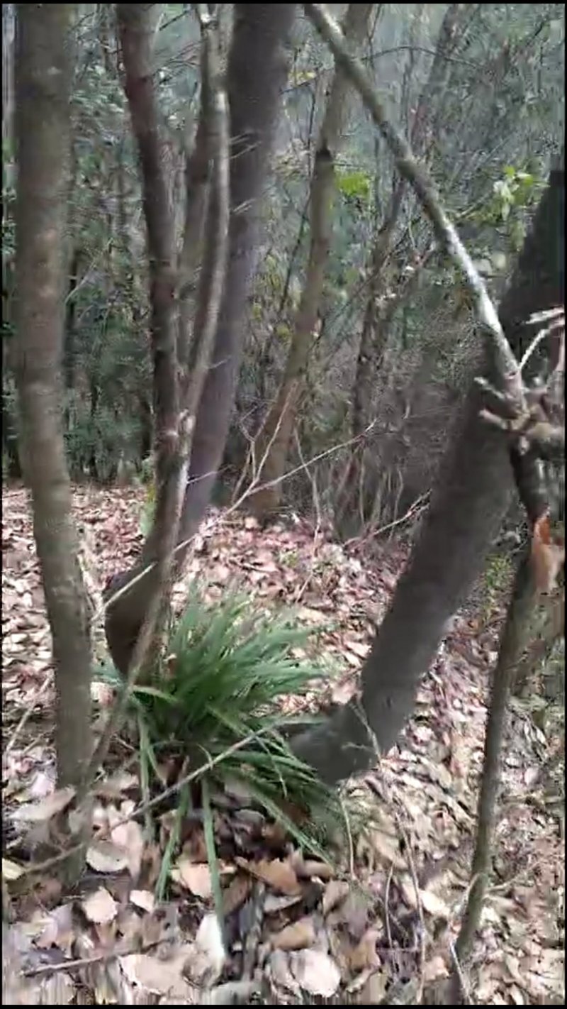 湘西乌龙山野生兰花(春兰)