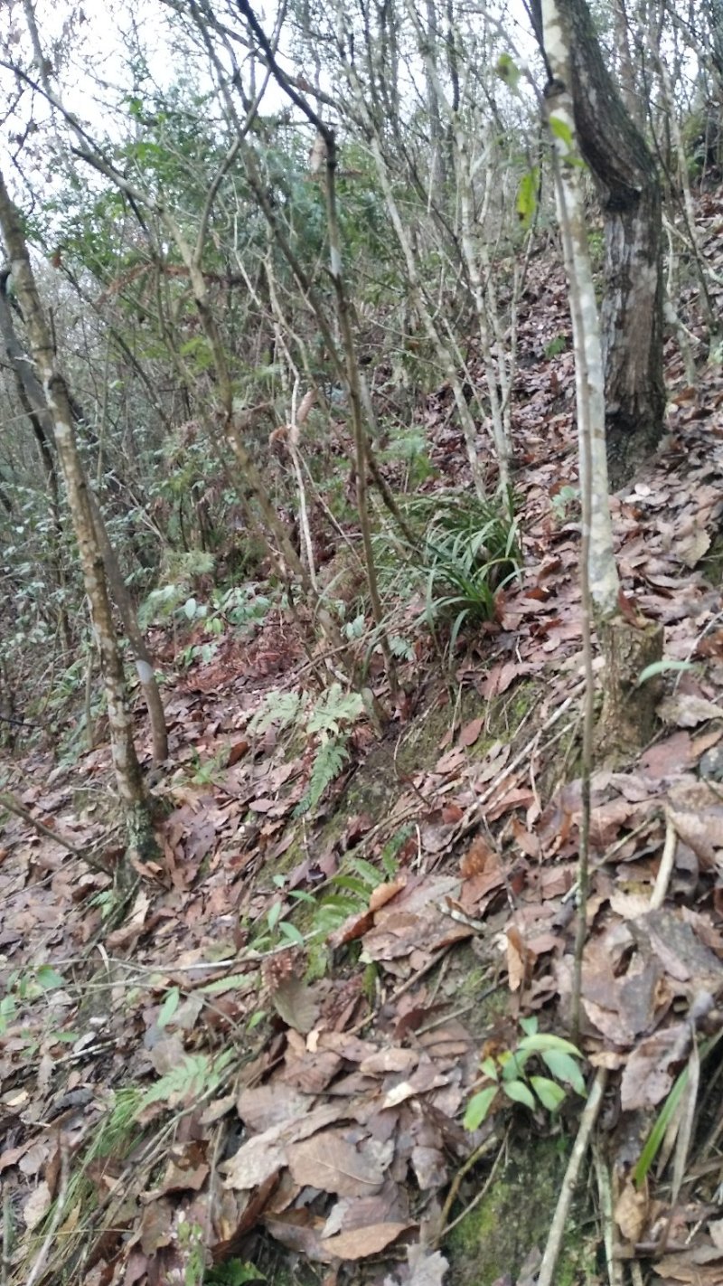 湘西乌龙山野生兰花(春兰)
