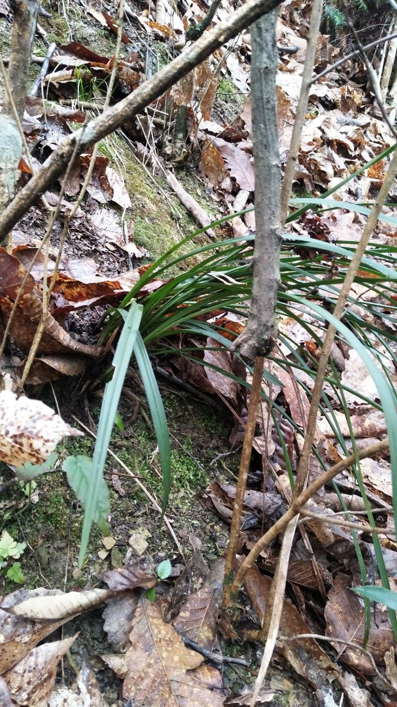 湘西乌龙山野生兰花(春兰)