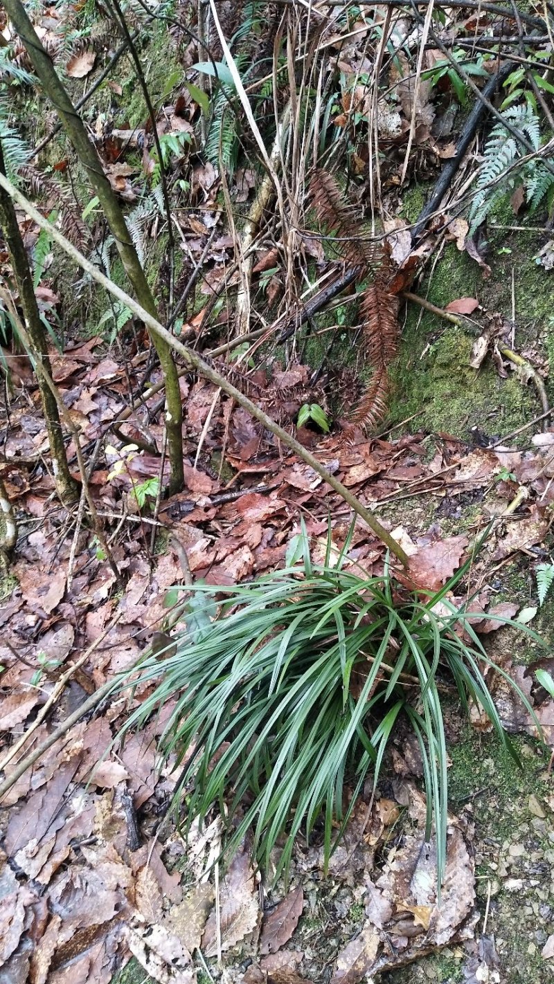 湘西乌龙山野生兰花(春兰)