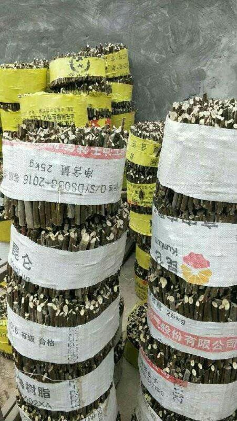 沙枣苗甘肃酒泉沙枣苗子种植当年沙枣苗两年沙枣苗价格便宜
