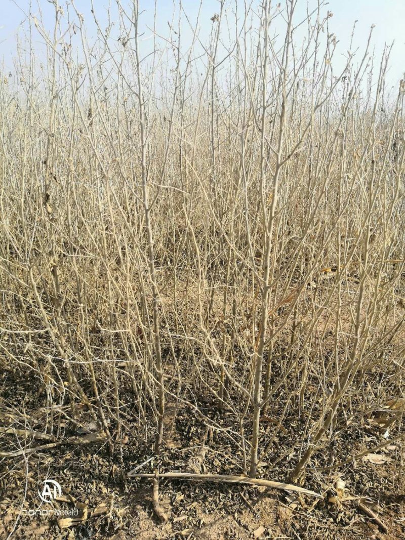 沙枣苗甘肃酒泉沙枣苗子种植当年沙枣苗两年沙枣苗价格便宜