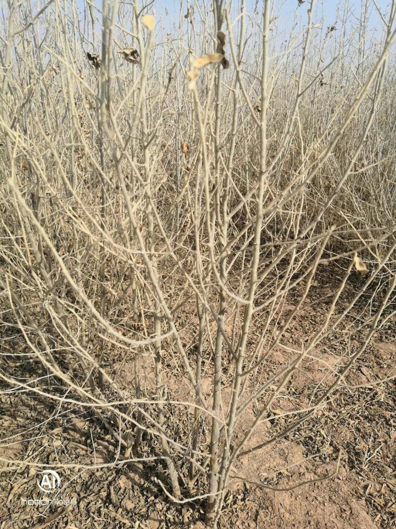 沙枣苗甘肃酒泉沙枣苗子种植当年沙枣苗两年沙枣苗价格便宜