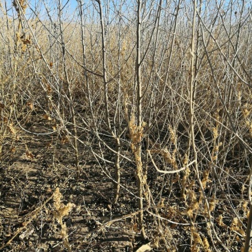 沙枣苗甘肃酒泉沙枣苗子种植当年沙枣苗两年沙枣苗价格便宜