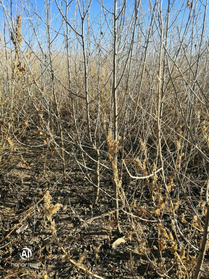沙枣苗甘肃酒泉沙枣苗子种植当年沙枣苗两年沙枣苗价格便宜