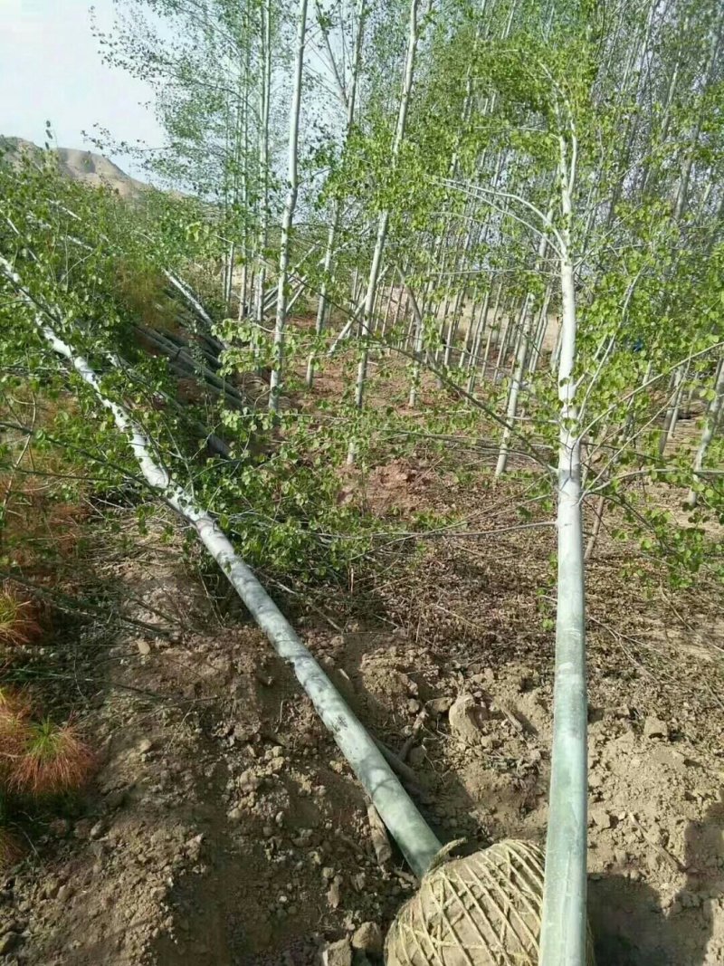 新疆杨10-20公分甘肃玉门小金湾新疆杨基地大量批发优