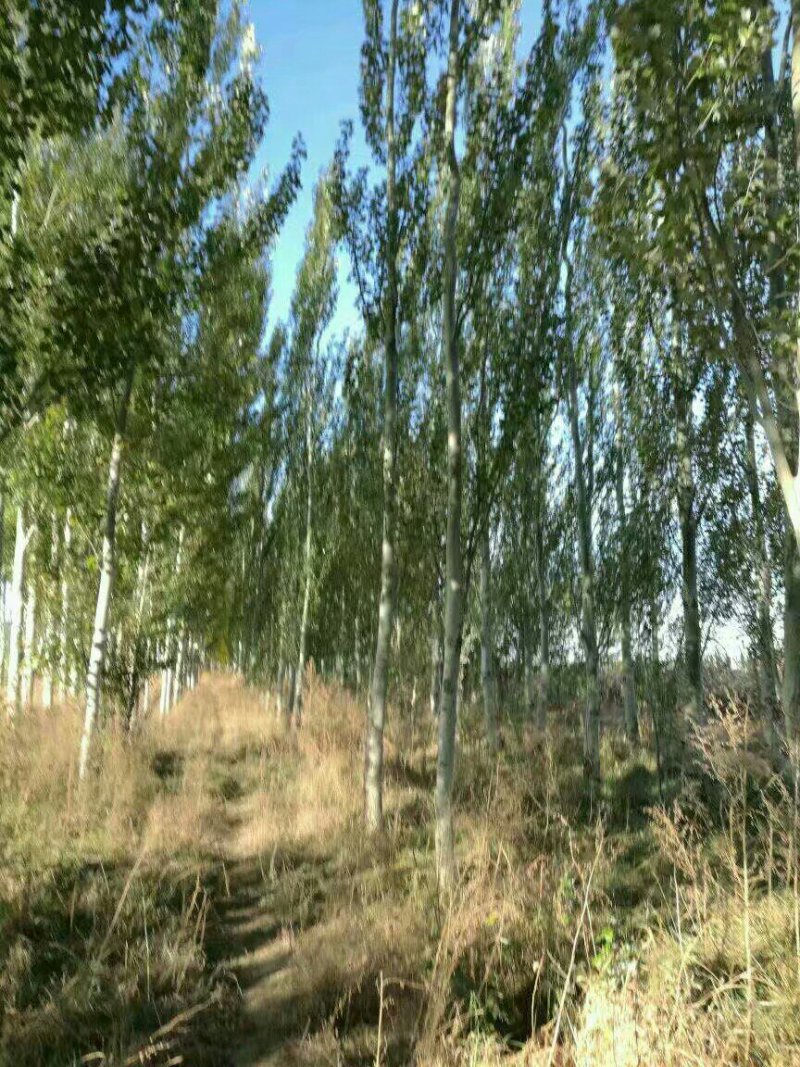 新疆杨10-20公分甘肃玉门小金湾新疆杨基地大量批发优