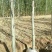 新疆杨10-20公分甘肃玉门小金湾新疆杨基地大量批发优