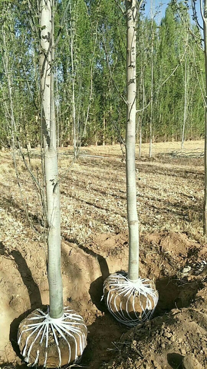 新疆杨10-20公分甘肃玉门小金湾新疆杨基地大量批发优
