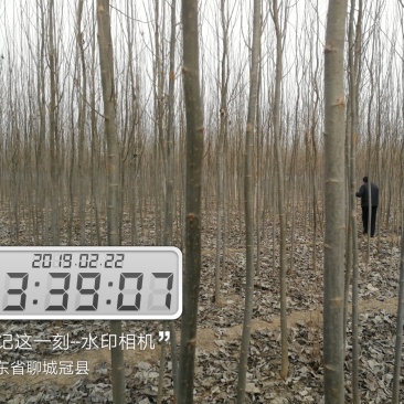 常年供应毛白杨，速生杨