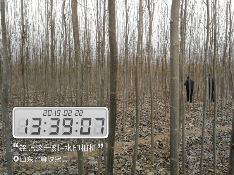 常年供应毛白杨，速生杨