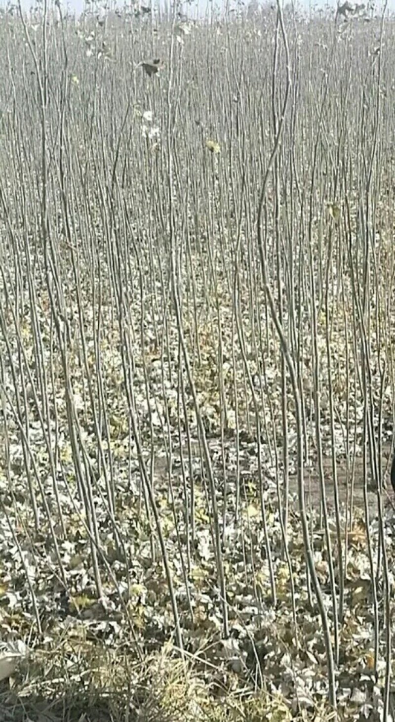 新疆杨杨树杨树新疆杨树苗顶天杨甘肃玉门种植基地