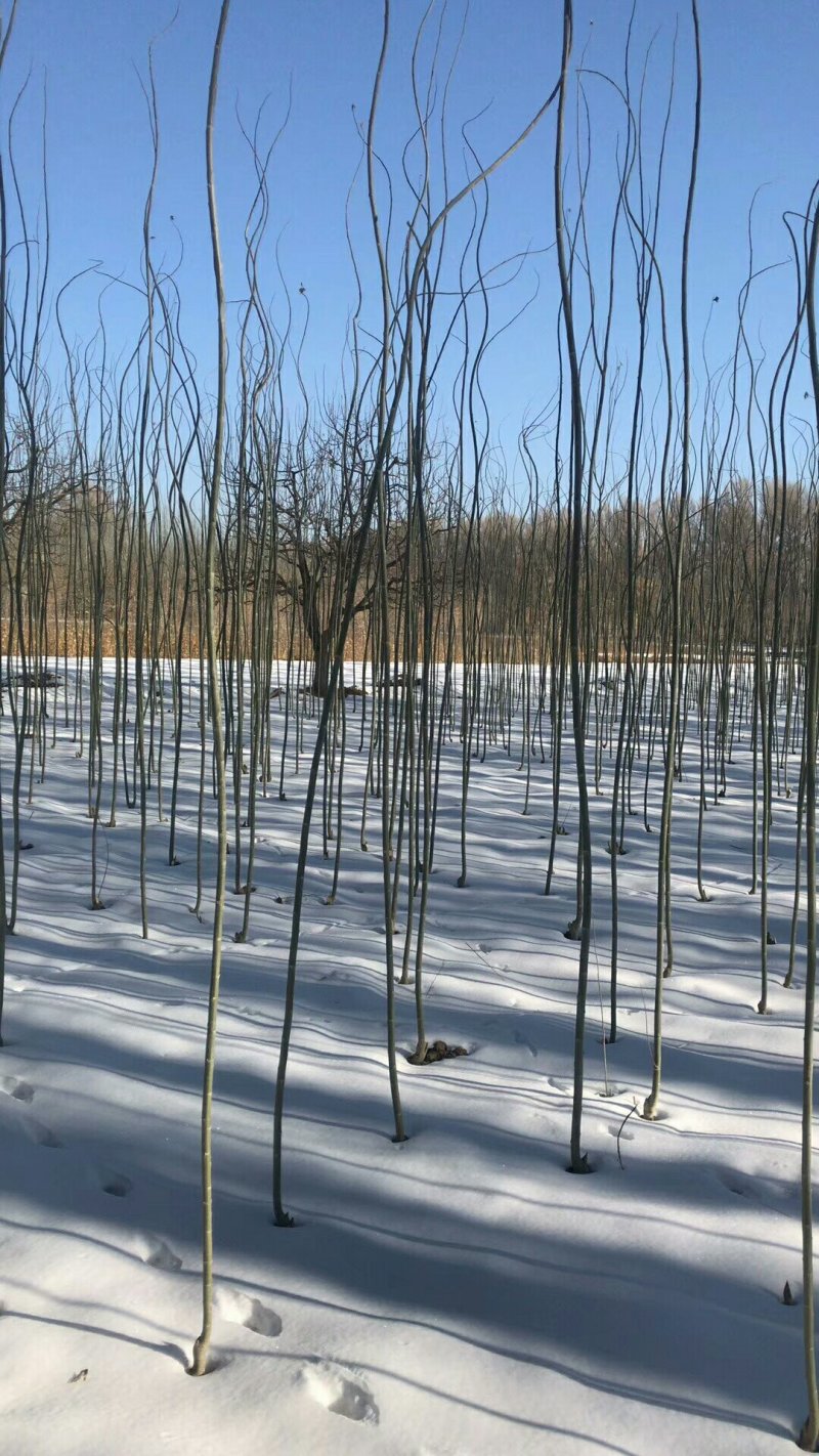 新疆杨杨树杨树新疆杨树苗顶天杨甘肃玉门种植基地